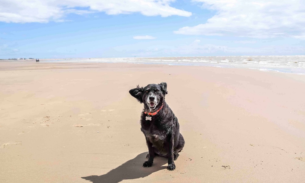 Is Camber Sands Dog Friendly