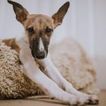 Is Dettol Safe for Dogs