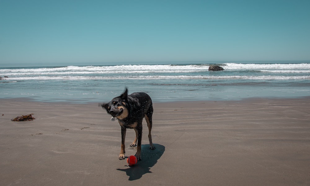 is-hayle-beach-dog-friendly-pet-help-reviews-uk