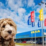 Is Ikea Dog-Friendly Uk
