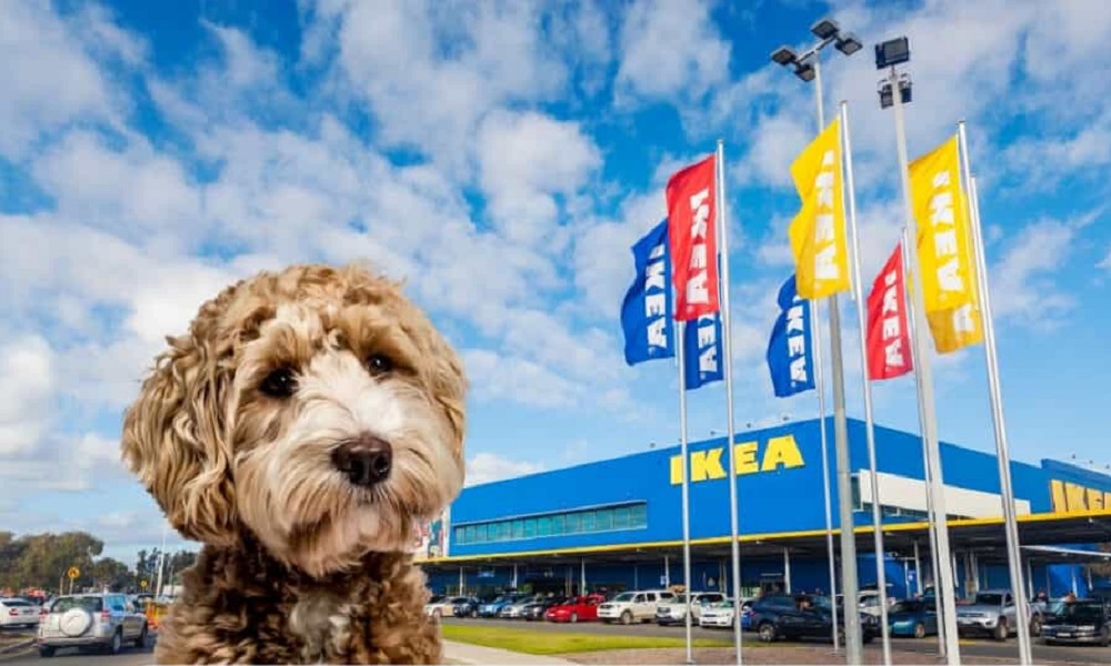 Is Ikea Dog-Friendly Uk