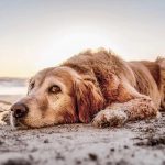 Is Mundesley Beach Dog Friendly