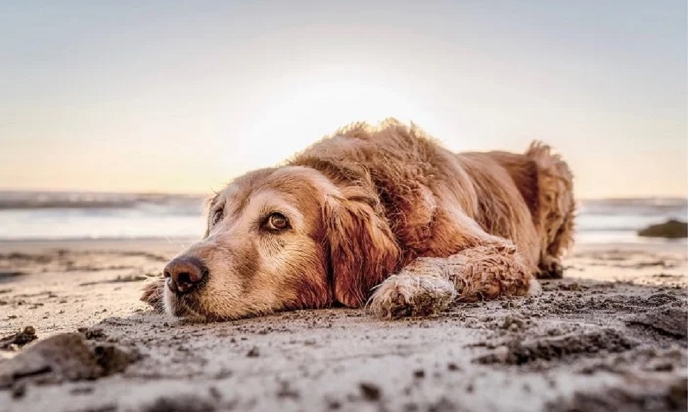 Is Mundesley Beach Dog Friendly