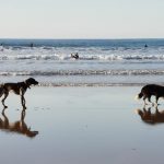 Is Newquay Beach Dog Friendly