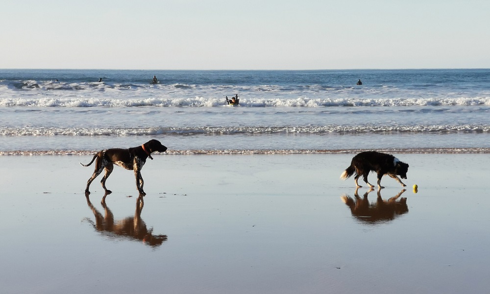 Is Newquay Beach Dog Friendly