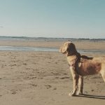 Is Ogmore Beach Dog Friendly