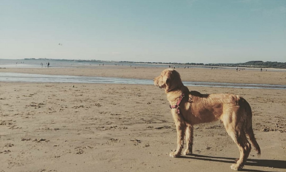 Is Ogmore Beach Dog Friendly