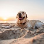 Is Porthcurno Beach Dog Friendly