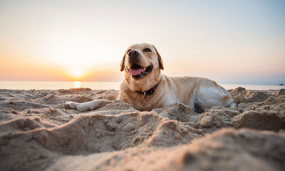 Is Porthcurno Beach Dog Friendly