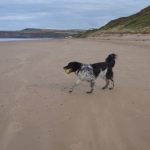 Is Saltburn Beach Dog Friendly