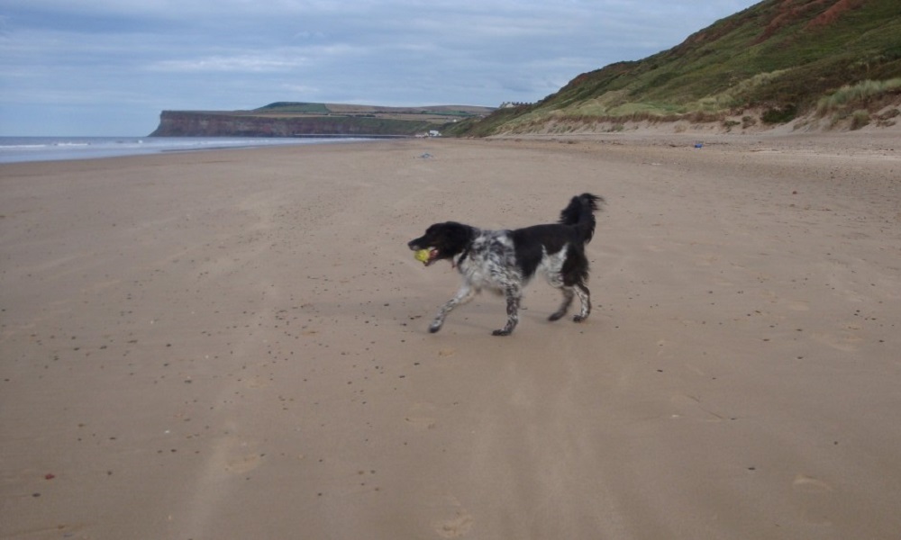 Is Saltburn Beach Dog Friendly