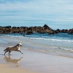 Is St Ives Beach Dog Friendly