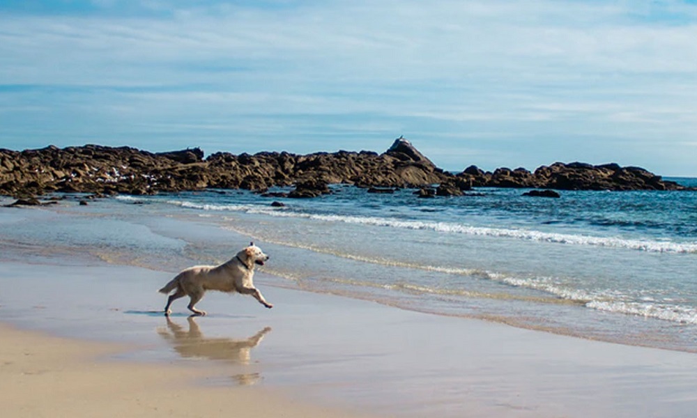 Is St Ives Beach Dog Friendly