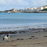 Is Swanage Beach Dog Friendly