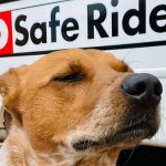 Is TCP Safe for Dogs