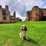 Is Warwick Castle Dog Friendly