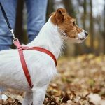 Should I Exercise My Dog When He Has Diarrhea