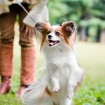 Should I Feed My Dog Before Or After a Walk