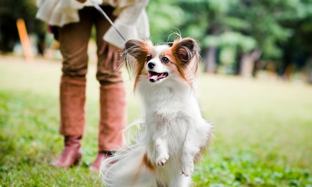 Should I Feed My Dog Before Or After a Walk