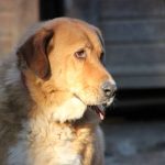 Should I Visit My Dog After Rehoming