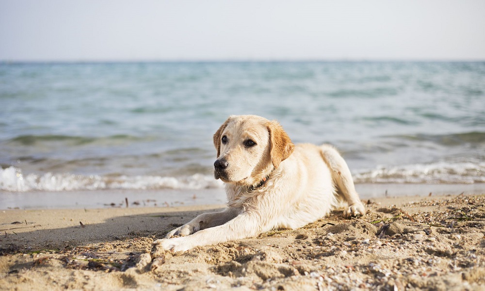 What Beaches Allow Dogs near Me