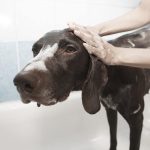 What Cream Can I Put on My Dogs Sore Bum