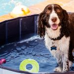 What Does Dog Water Mean