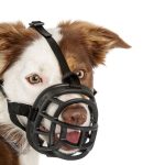 What Dogs Have to Be Muzzled in Uk