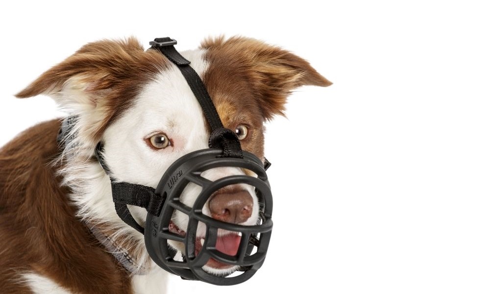 What Dogs Have to Be Muzzled in Uk