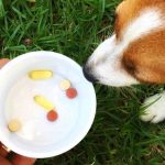 What Hayfever Tablets Can Dogs Have