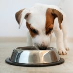 What is Hypoallergenic Dog Food