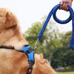 What to Put on Rope Burn from Dog Leash