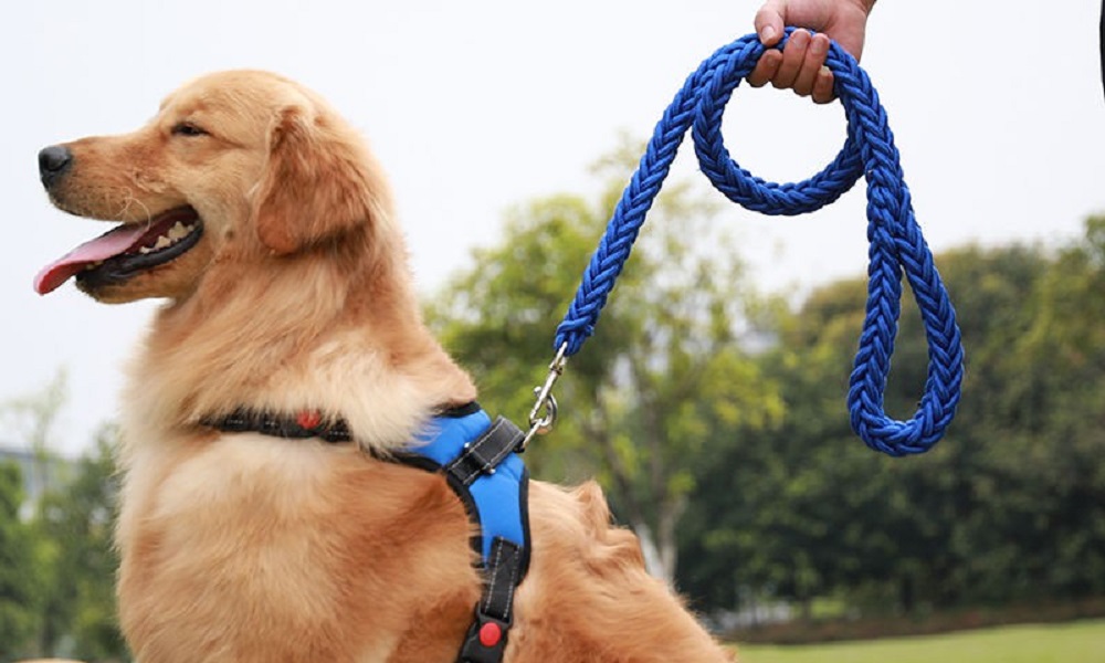 What to Put on Rope Burn from Dog Leash