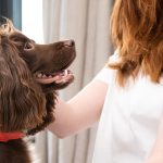 What Wormer Kills Lungworm in Dogs