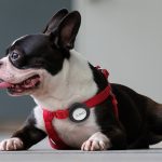 What Would You Secure With a Dog Clip
