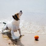 When Can Dogs Go on the Beach