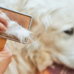 When Do Dogs Moult Uk