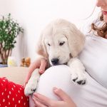 When to Stop Exercising Pregnant Dog