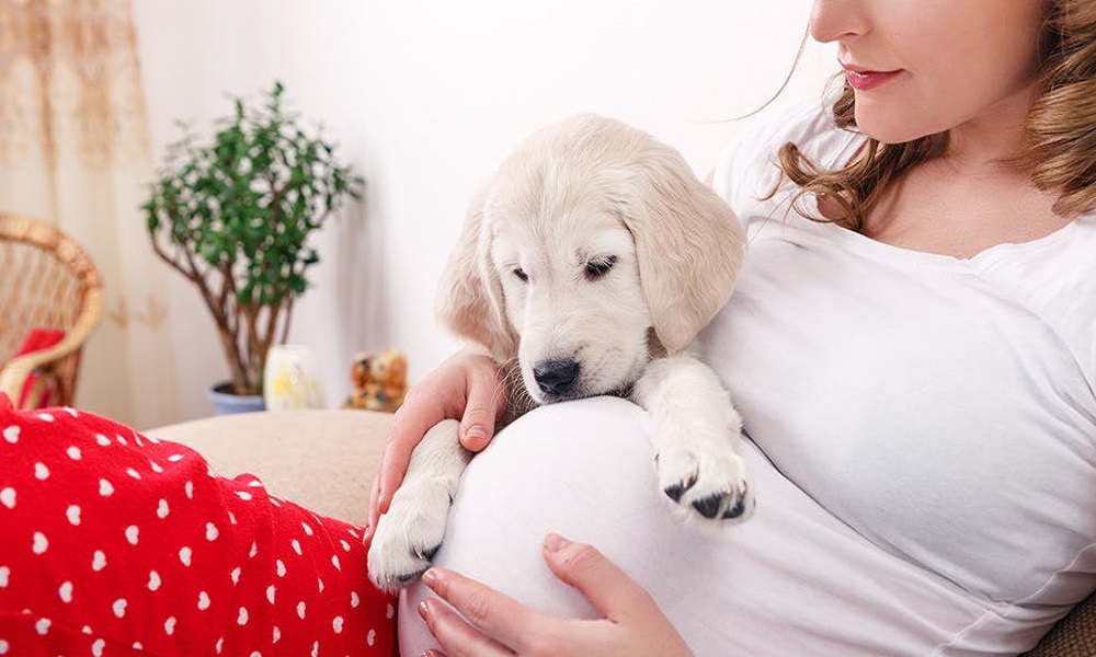 When to Stop Exercising Pregnant Dog