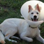 When to Take Cone off Dog After Neuter