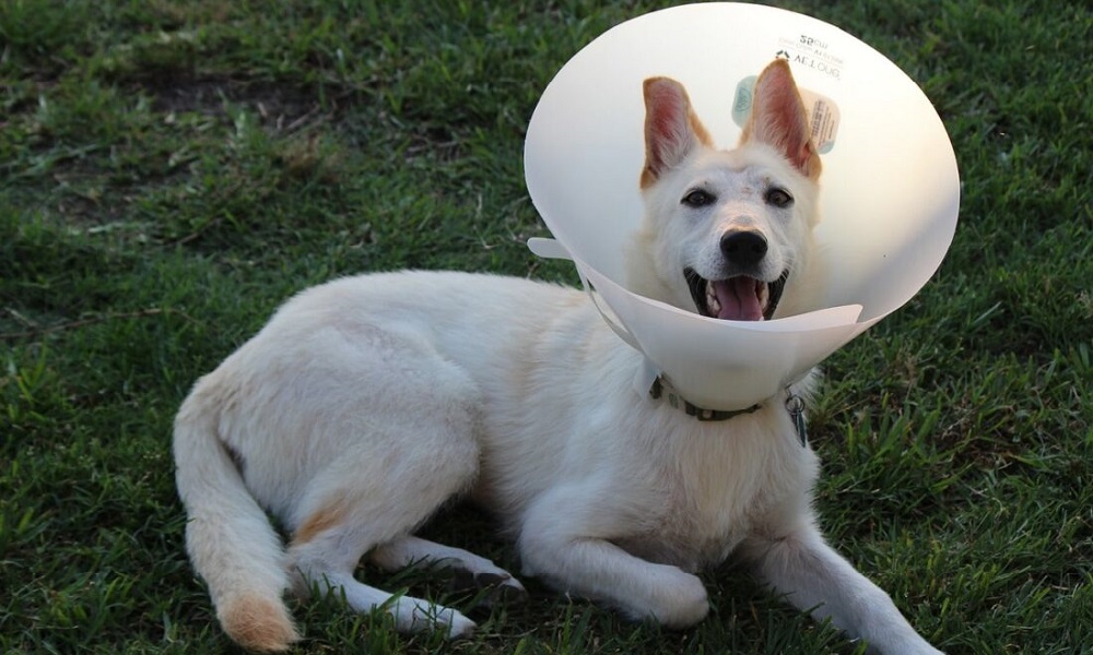 When to Take Cone off Dog After Neuter