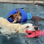Where Can My Dog Swim near Me