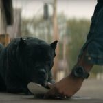 Who Killed the Dog in Midnight Mass