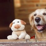 Why Do Dogs Bring You Toys