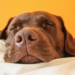 Why Do Dogs Howl in Their Sleep