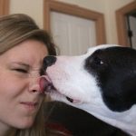 Why Do Dogs Lick Your Mouth And Nose