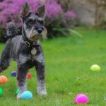 Why Do Dogs Like Balls So Much