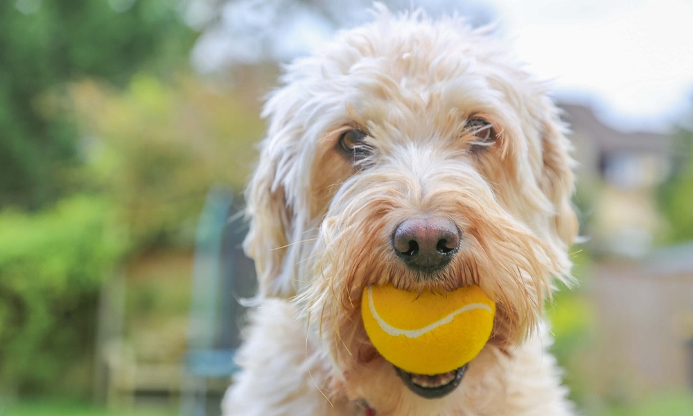 Why Do Dogs Love Balls