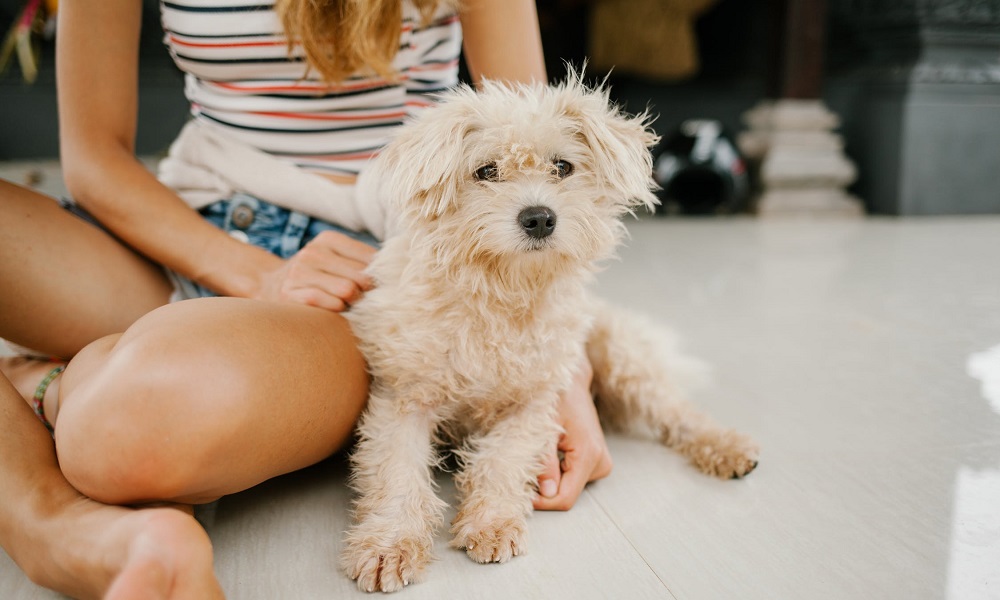 Why Does My Dog Prefer My Husband Over Me