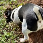 Why is My Dog Digging Holes All of a Sudden